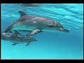 Bahamas Dolphins Research - Part 3