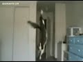 Click here to watch this video Katzen fail complitation