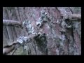 just some left over footage, including me being owned by 4 or more yellows!!