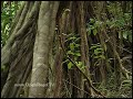 1 Minute Vacation - Waipio Valley 1 Minute Vacation - Waipio Valley