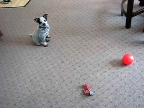 how to train blue heelers