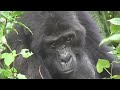 Gorilla Trekking in Bwindi Impenetrable Forest