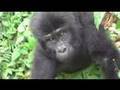 Gorilla Trekking in Bwindi Impenetrable Forest