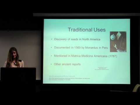 how to care for purple passion vine