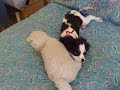 Jenny bellissima cavalier king!