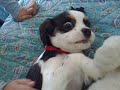 Jenny bellissima cavalier king!