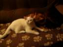 Jesco and Little White/two brothers...