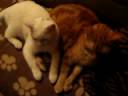 Jesco and Little White/two brothers...