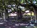 Banyan Tree Park Lahaini Maui