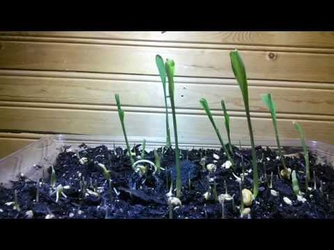 Google Nexus 7 Time lapse video