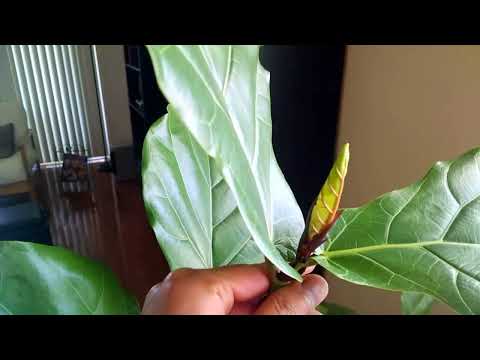 how to care for ficus lyrata