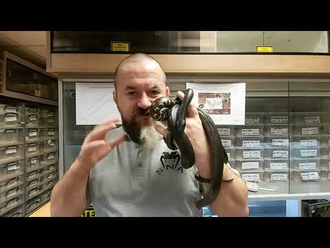 YouTube reptile video
