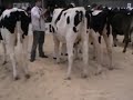Berner Junior Expo 2009: Wahl der Rindermiss Holstein