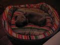 Melman (pug puppy)