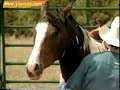 Horse Training Video: 8 of 12 Horse Training Video: 8 of 12