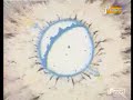 DBZ - Final 2 Kamehamehas DBZ - Final 2 Kamehamehas