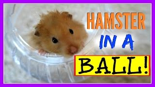 KIDS REACT TO HAMSTER IN A BALL!