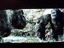 videos de King kong vs a T-rex