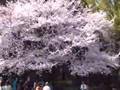 Sanchit and Shaurya Cherry Blossom 2008 at Ueno Koen park