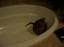Garfield In Tub Garfield In Tub