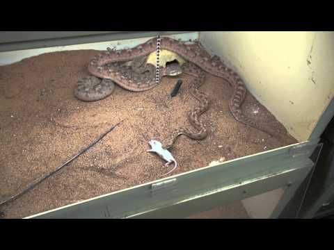YouTube reptile video