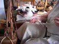Wool spinning by hand Wool spinning by hand