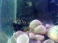 jaguar fish fight 3