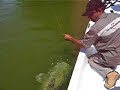 fin du combat avant les traditionnelles photos et remise � l'eau du poisson.