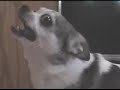 Veterinarian performing a cesarean on a dog (Part 1)