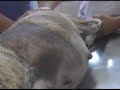 Veterinarian performing a cesarean on a dog (Part 1)