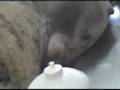 Veterinarian performing a cesarean on a dog (Part 1)