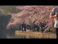 A Day Among the Cherry Blossoms