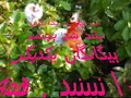 Ey Asheghan ?? Tahereh - Deklame Parva -Ney - Nature? Flute ?????? ? Ey Asheghan ?? Tahereh - Deklame Parva -Ney - Nature? Flute ?????? ?