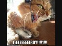 The lolcat movie