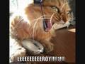 The lolcat movie