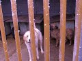 Krzyczki-schronisko dla bezdomnych ps�w
