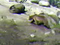 Bears at the Korkeasaari