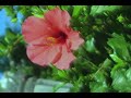 HABANERAS DE CADIZ