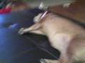videos de Porky Lucy
