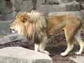 Makonnen the Lion Roaring