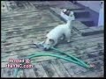 los animales no son tan tontos como pensamos