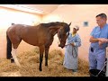 Barbaro: may angels lead you in