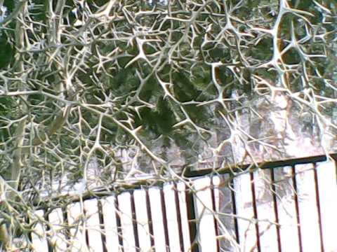 how to grow a lemon tree in nj