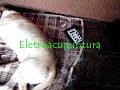 Acupuntura Veterin�ria