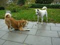 柴犬 Spiel
