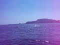 Delfini a Procida