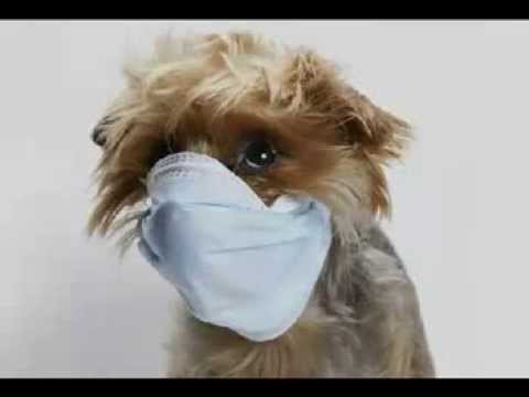 how to cure kennel cough