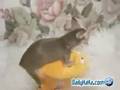 angry dog