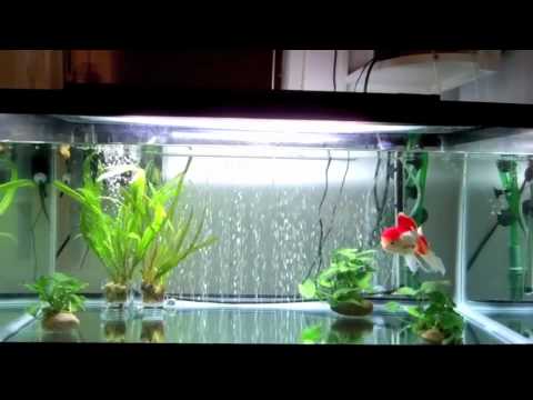how to cure ammonia poisoning in goldfish