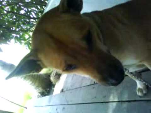 thai dog